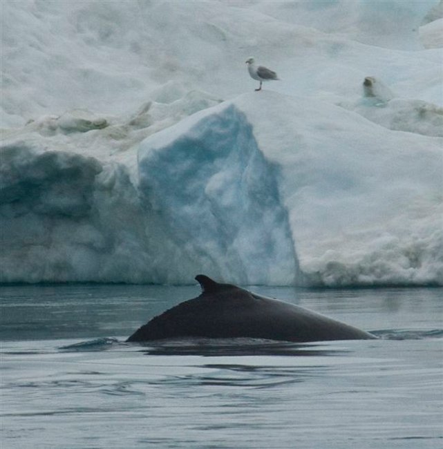 Ilulissat (10).jpg - Ilulissat